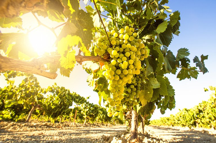 Uvas Vinos de Jerez Sherry Wines.jpg