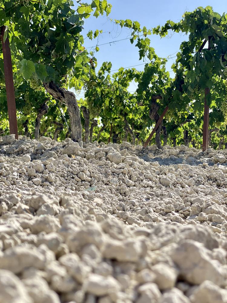 albariza soil.jpg